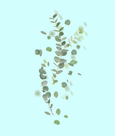 Eucalyptus leaves and branches in air on light blue backgroundの写真素材