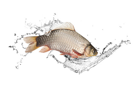 Crucian carp in water splashes on white backgroundの写真素材