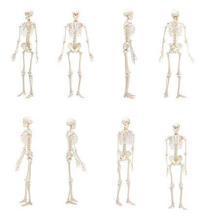 Artificial human skeleton model isolated on white, set. Different sidesの写真素材