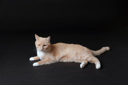 Adorable ginger cat on black background. Cute animalの写真素材