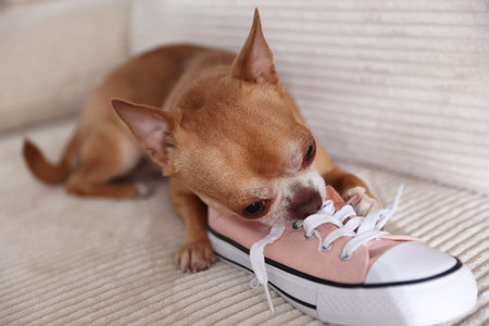 Cute chihuahua dog chewing shoe on sofa indoors, closeupの写真素材