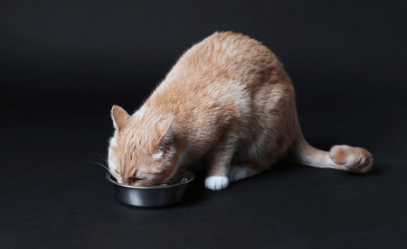 Adorable ginger cat eating pet food from bowl on black backgroundの写真素材