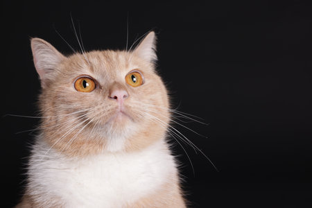 Adorable ginger cat on black background, closeup. Space for textの写真素材