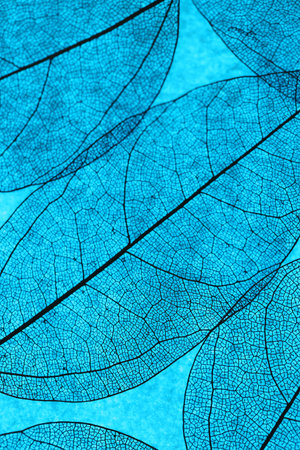 Beautiful skeleton leaf on light blue background, macro viewの写真素材