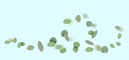 Eucalyptus leaves in air on light blue backgroundの写真素材