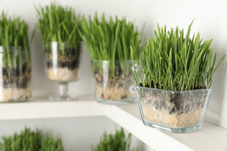 Wheat grass in transparent pots on shelf near light wall, closeupの写真素材