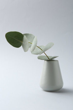 Beautiful eucalyptus branch in vase on white backgroundの写真素材