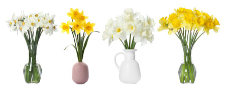 Beautiful daffodils in vases isolated on white, setの写真素材