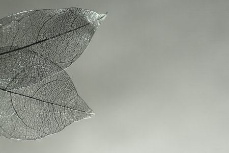 Beautiful skeleton leaves on grey gradient background, macro view. Space for textの写真素材