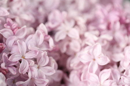 Many beautiful lilac flowers as background, closeupの写真素材