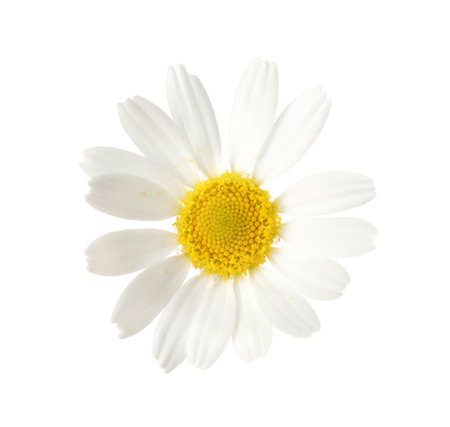 One beautiful chamomile flower bud on white backgroundの写真素材