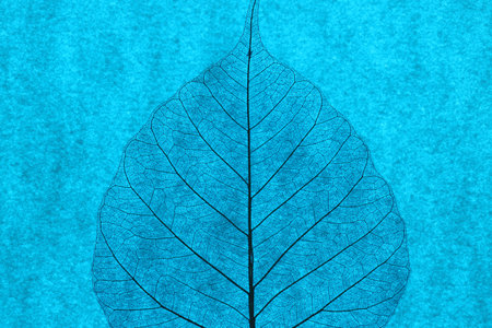 Beautiful skeleton leaf on light blue background, macro viewの写真素材