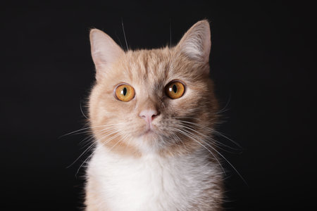 Adorable ginger cat on black background, closeupの写真素材