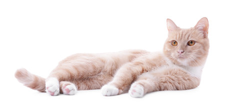 Adorable ginger cat on white background. Cute animalの写真素材