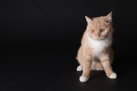 Adorable ginger cat sitting on black background. Space for textの写真素材