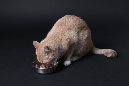Adorable ginger cat eating pet food from bowl on black backgroundの写真素材