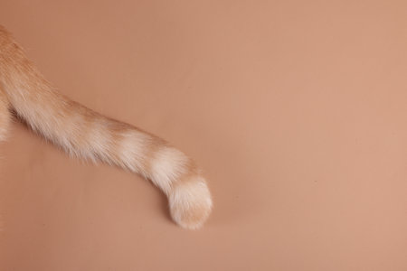 Cat with tabby tail on beige background, closeup. Space for textの写真素材