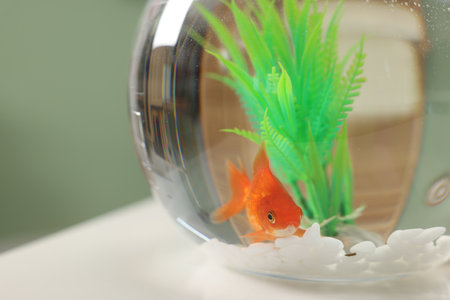 Gold fish swimming in aquarium with clean water on light table indoors, closeupの写真素材