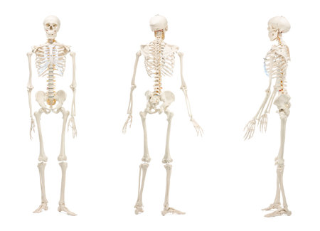 Artificial human skeleton model isolated on white, set. Different sidesの写真素材