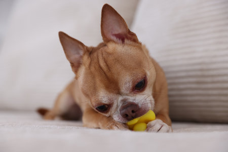Cute chihuahua dog chewing toy on sofa, closeupの写真素材