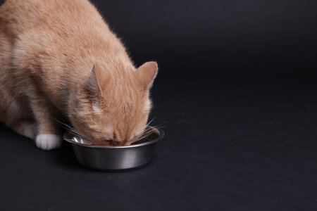Adorable ginger cat eating from bowl on black background. Space for textの写真素材