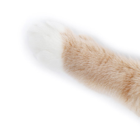 Cat with fluffy paw on white background, closeupの写真素材