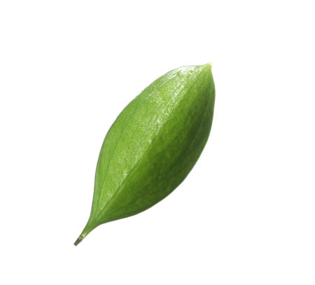 One fresh green Ruscus leaf isolated on whiteの写真素材