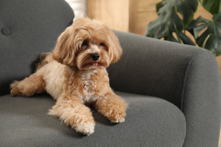 Cute Maltipoo dog on sofa at homeの写真素材