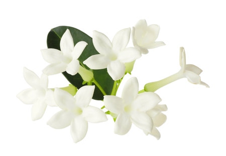 Beautiful aromatic jasmine flowers and leaves isolated on whiteの写真素材