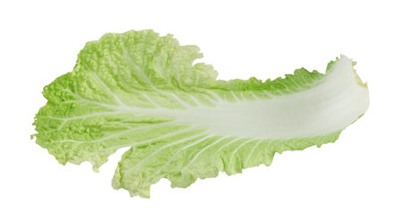 Leaf of fresh Chinese cabbage isolated on whiteの写真素材