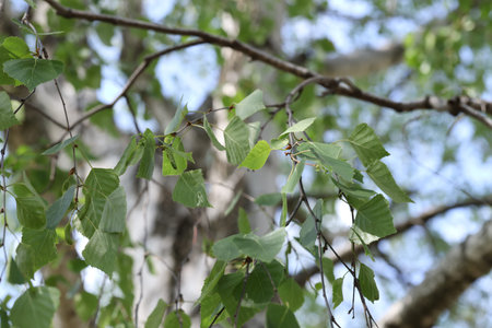 Beautiful tree crown with green leaves as background, closeup