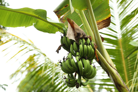 Tropical tree with green leaves and ripening bananas outdoors, low angle viewの写真素材