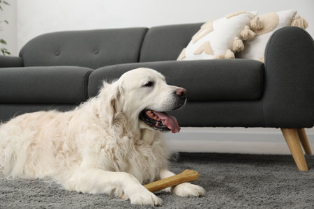 Cute dog with chew bone on floor at home, space for text