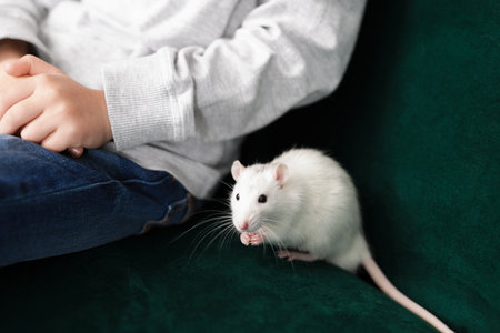Little boy with his pet rat on sofa at home, closeupの写真素材