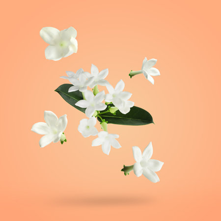 Beautiful jasmine flowers and green leaves in air on coral color backgroundの写真素材