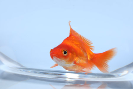 Gold fish swimming in aquarium with clean water on light grey background, closeupの写真素材