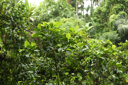 Many different beautiful green plants growing outdoors