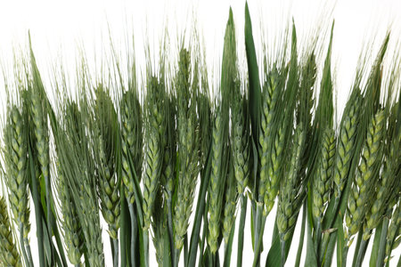 Beautiful green wheat spikes on white backgroundの写真素材