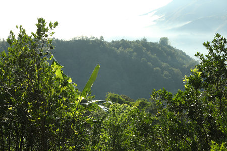 Many different trees growing in mountain forest