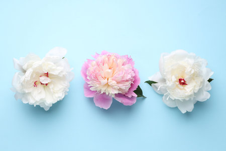 Beautiful peonies on light blue background, flat layの写真素材