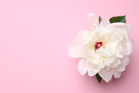 Beautiful peony on pink background, top view. Space for textの写真素材