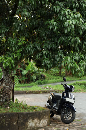 Black scooter parked near green tree outdoors