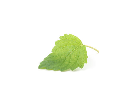 One fresh lemon balm leaf isolated on white