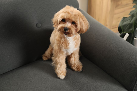 Cute Maltipoo dog on sofa at homeの写真素材