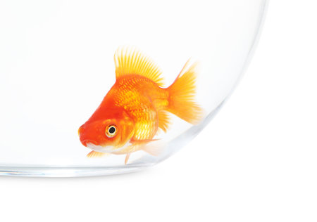 Gold fish swimming in aquarium with clean water isolated on whiteの写真素材