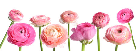 Many bright beautiful ranunculus flowers on white background, banner design
