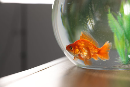 Beautiful goldfish in round aquarium on wooden table indoors, closeup. Space for textの写真素材