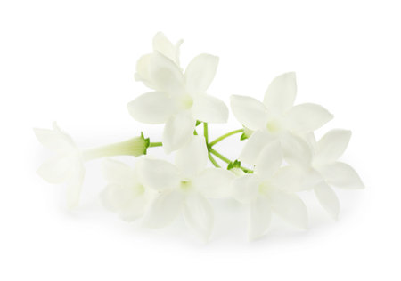 Beautiful aromatic jasmine flowers isolated on whiteの写真素材