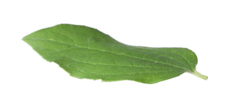 One green jasmine leaf isolated on white