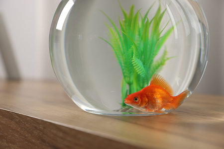 Beautiful goldfish in round aquarium on wooden table indoors, closeupの写真素材